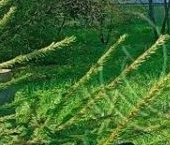 Продать Земельные участки, земля Калинка СНТ, улица Нарциссовая, 89   