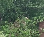 Продать Дачи, коттеджи, загородные дома Васкелово садоводческий массив, ЦНИИ Электроприбор СНТ, проезд 2-й   