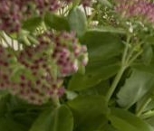 Продать Дачи, коттеджи, загородные дома Борисова Грива садоводческий массив, Огонек СНТ  48 