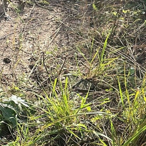 Коттедж/дом Графская Славянка кп, 493