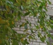 Продать Квартиры вторичка Электросталь, улица Тевосяна, 42а   