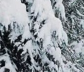 Продать Земельные участки, земля Посадников остров садоводческий массив, улица Вересковая  115 