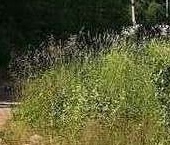 Продать Земельные участки, земля Забава СНТ  92 