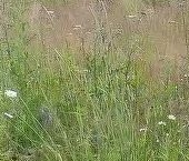 Продать Земельные участки, земля д. Порошкино, шоссе Кольцевое, 8Б   