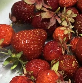 Продажа дома Мшинская садоводческий массив, Солнечное СНТ, д. 123 Продажа дома Мшинская садоводческий массив, Солнечное СНТ, д. 123