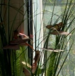 Продажа 1-комн квартиры на вторичном рынке проспект Просвещения, 9 Продажа 1-комн квартиры на вторичном рынке проспект Просвещения, 9