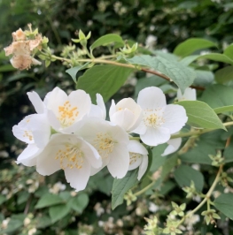 Продажа земли Подольск, Загородная улица