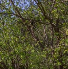 Продажа земли пос. Лисий Нос, Раздельный проспект, 13