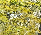 Продать Квартиры вторичка Авангардная улица, 14   