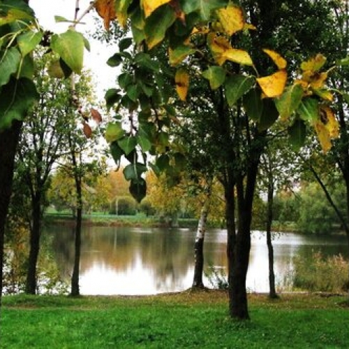 1-комн квартира Светлановский пр-кт,  д. 101
