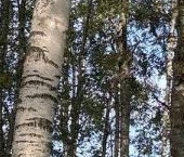 Продать Земельные участки, земля д. Кобона, линия 3-я, 33А   