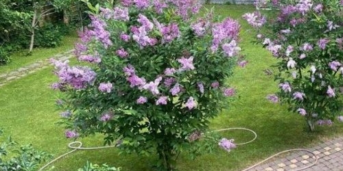 Коттедж/дом пос. Лисий Нос, Озерковская улица