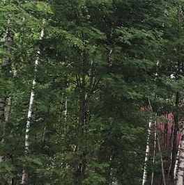 Продажа дома Шлиссельбург, проезд Лесной