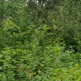 Продажа земли Центральный мкр, Вырица городской поселок Продажа земли Центральный мкр, Вырица городской поселок