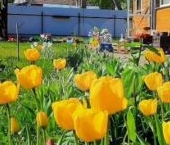 Продать Дачи, коттеджи, загородные дома Сосновый Бор, Новокалищенское-1 СНТ, проезд 1-й  318 