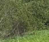 Продать Земельные участки, земля д. Корпикюля, 2Б   