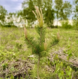 Продажа земли Голочёлово, 46Н-11690 Продажа земли Голочёлово, 46Н-11690