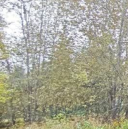 Продажа дома Пупышево садоводческий массив, 4-я линия Продажа дома Пупышево садоводческий массив, 4-я линия