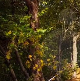 Продажа земли пос. Лисий Нос, Ореховская улица