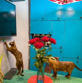 Аренда дома Новосаратовка, 41К-078,  д. 166/2