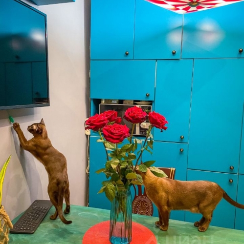 Коттедж/дом Новосаратовка, 41К-078,  д. 166/2