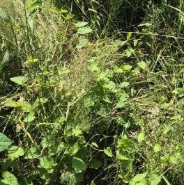 Продажа дома Рахья садоводческий массив, Торфяник СНТ, 3-я линия Продажа дома Рахья садоводческий массив, Торфяник СНТ, 3-я линия