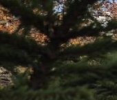 Продать Дачи, коттеджи, загородные дома Мшинская садоводческий массив, Металлург СНТ  62 