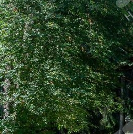 Продажа дома Всеволожск, улица Крылова, 15/4