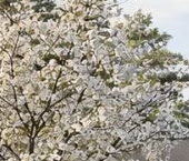 Продать Дачи, коттеджи, загородные дома Вилла Оивала кп  43 