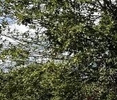 Продать Земельные участки, земля д. Узигонты, улица Молодежная, 9   