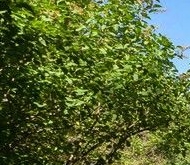 Продажа квартиры на вторичке Политехническая улица, 29к1