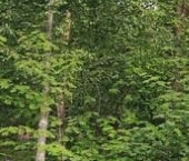 Продать Дачи, коттеджи, загородные дома Шлиссельбург, проезд Лесной   