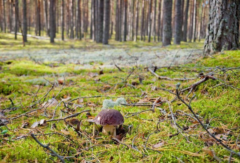 Продажа земли Малый Петербург ДНП, пос. Щеглово, улица Итальянская,  д. 2
