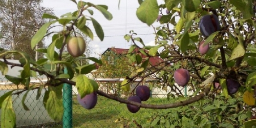 Земельный участок Петро-Славянка п, Володарского ул ,  д. 23
