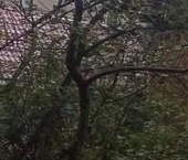 Продать Дачи, коттеджи, загородные дома Ульяновка пгт, улица Карла Маркса, 50   