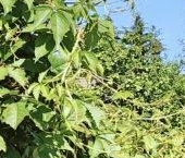 Продать Дачи, коттеджи, загородные дома Орешек-1 СНТ, 233   