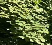 Продать Квартиры вторичка Солнечногорский проезд, 5К1   