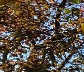 Продать Дачи, коттеджи, загородные дома Кобрино садоводческий массив, Керамика СНТ   