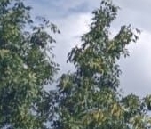 Продать Квартиры вторичка улица Вилиса Лациса, 35   