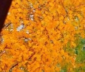 Сдать в аренду Квартиры вторичка бульвар Братьев Весниных, 1   