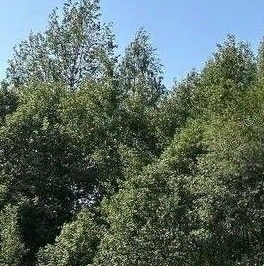 Продажа земли д. Юкки, аллея Еловая, 48А