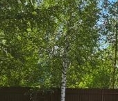 Продать Дачи, коттеджи, загородные дома Родничковое СНТ, 7   