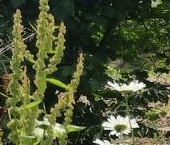 Продать Дачи, коттеджи, загородные дома пос. Красная Долина, улица Лесная   