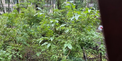 2-комн квартира улица Ленсовета,  д. 74