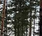 Продать Дачи, коттеджи, загородные дома Золотые Пески кп, пос. Пески  4 