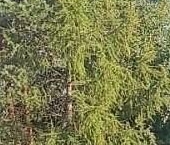 Продать Дачи, коттеджи, загородные дома Всеволожск, Октябрьский проспект, 46/2   