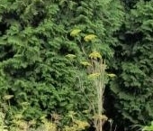 Продать Дачи, коттеджи, загородные дома Новая Ропша садоводческий массив, Михайловское СНТ, улица Урожайная  318 