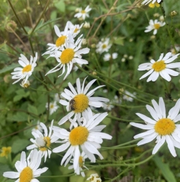 Продажа земли Подольск, Загородная улица