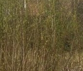 Продать Земельные участки, земля Зеленогорск, улица 1-я Лесная, 19а   