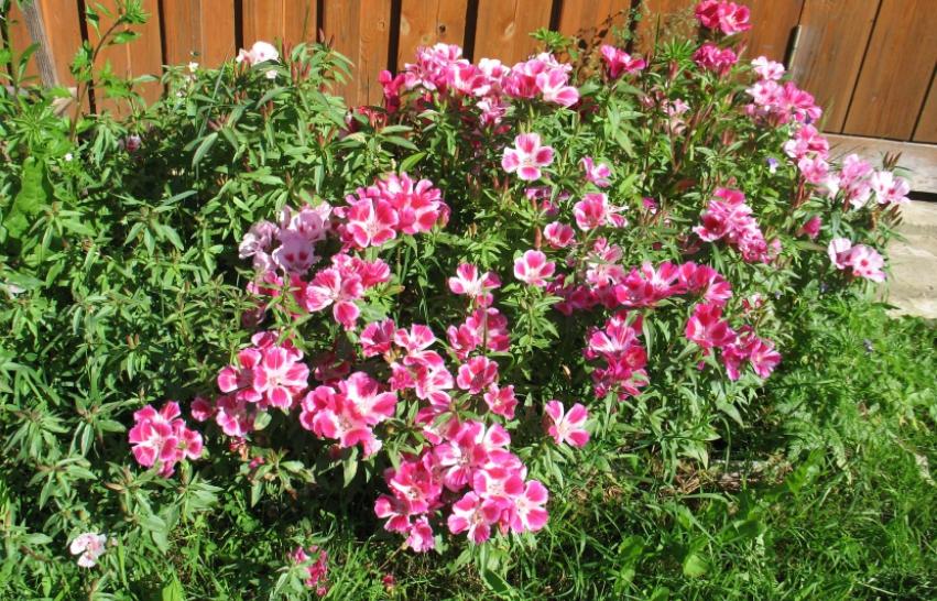 Фото коттеджного поселка Цветочное от ДНП Цветочное. Коттеджный поселок Фото коттеджного поселка Цветочное от ДНП Цветочное. Коттеджный поселок